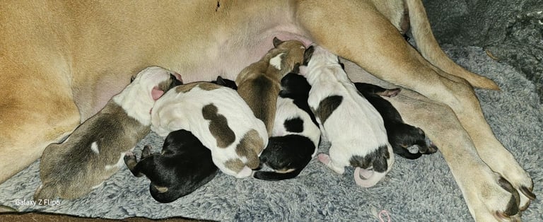 Confident & Well-Socialised Presa x Staffy Pups ready to leave 4/10/2025