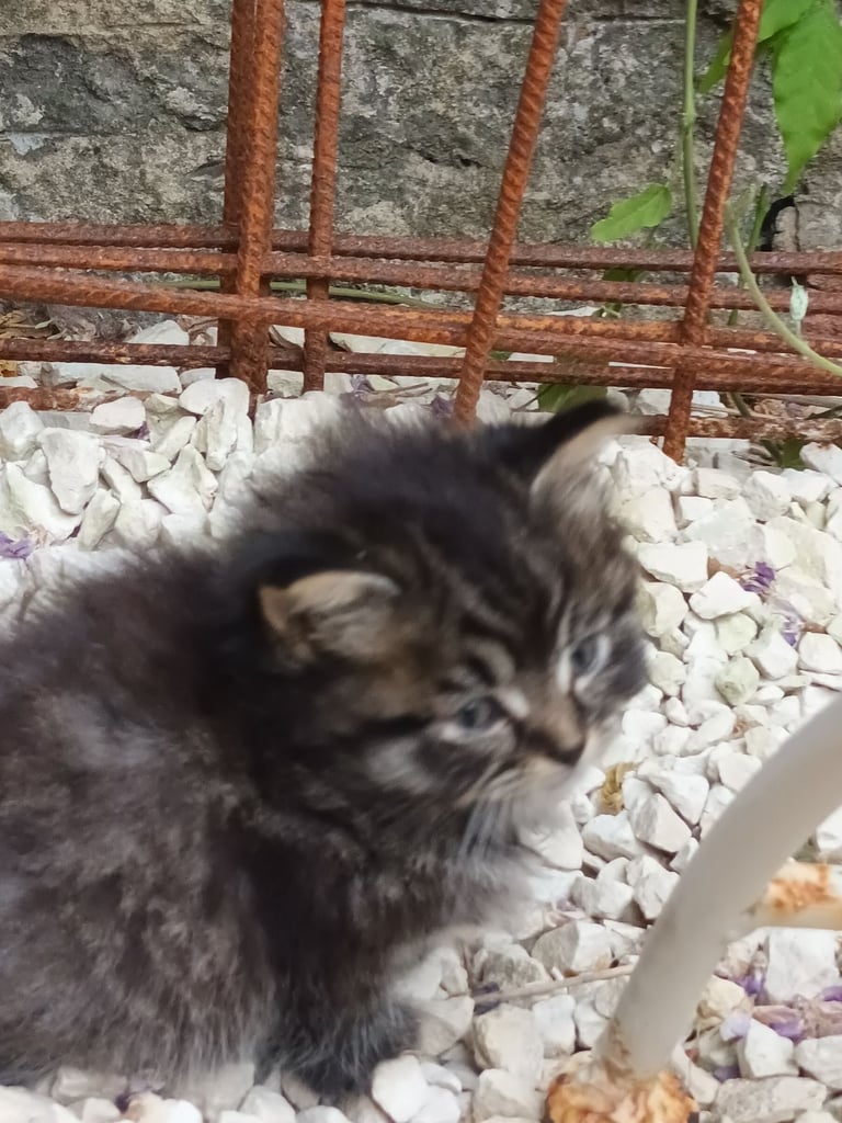 Black Fluffy Kittens... half black Persian Cross