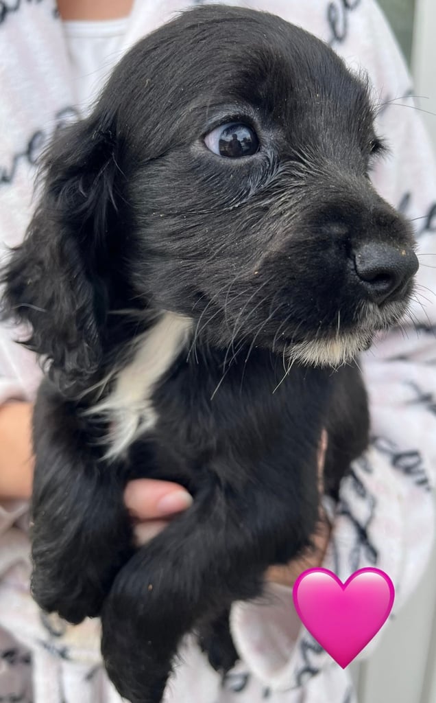 Cocker spaniel pups