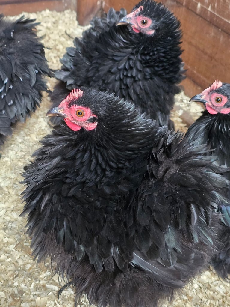 Pekin Bantams POL
