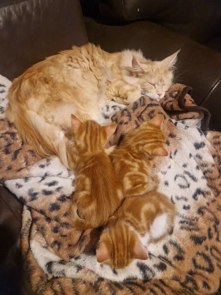 Siberian cross kittens