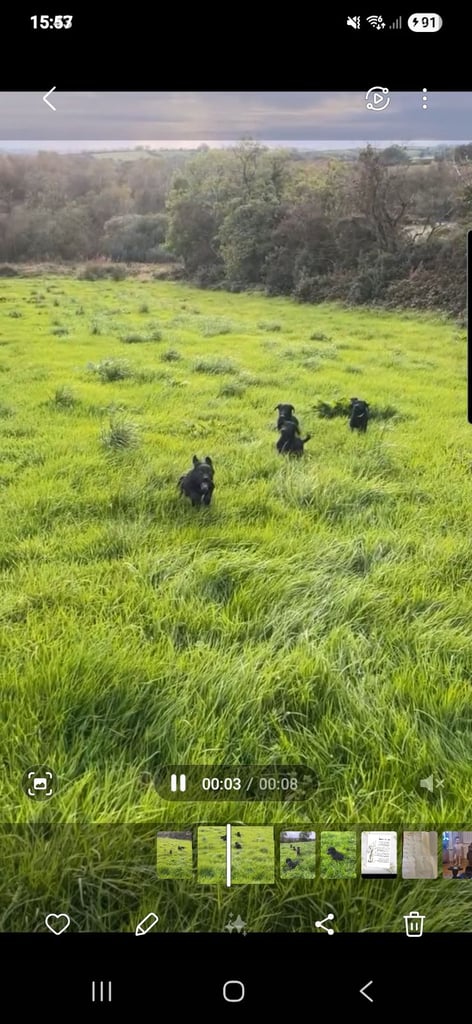 Black Labrador Puppies 