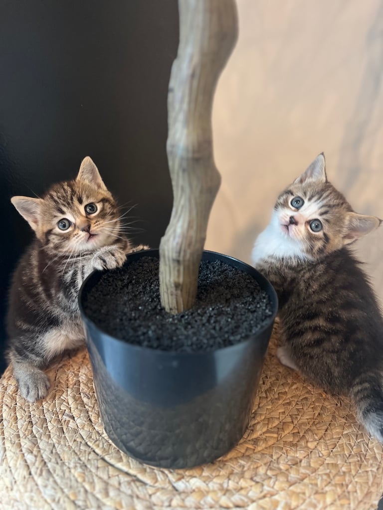 Kittens for sale 