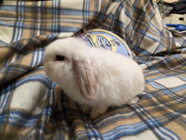 Baby mini lop bunnnies