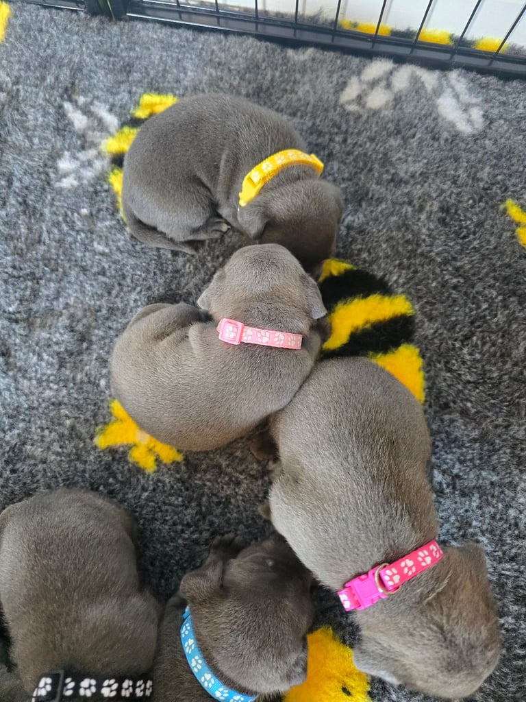 Kc reg blue Staffordshire bull terrier 