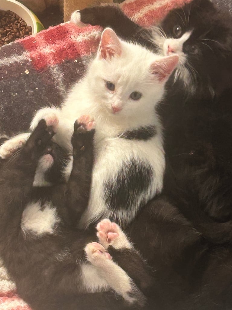 Black and white kittens 