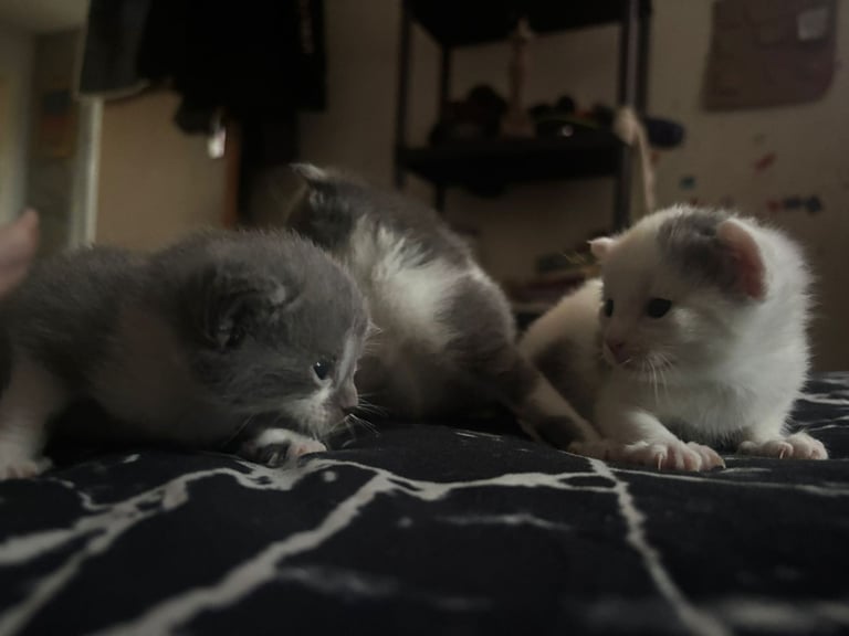 Beautiful russian blues/white and blue