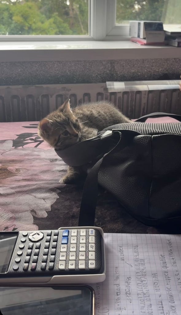 Tabby kitten