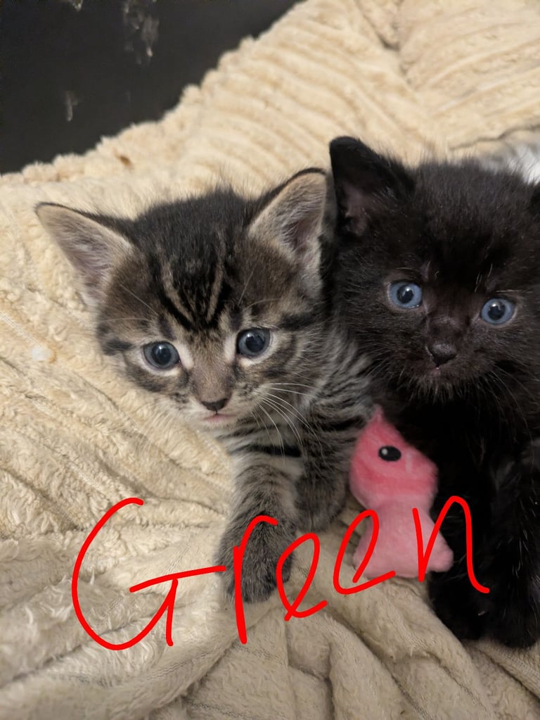 Kittens for sale 