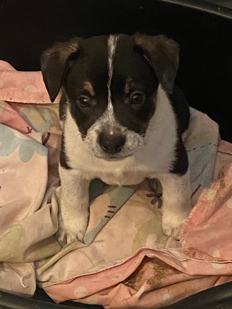 3 Beautiful Frollie Pups