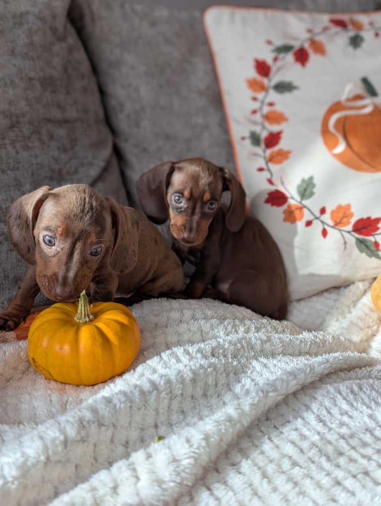 Miniature dachshund puppies 