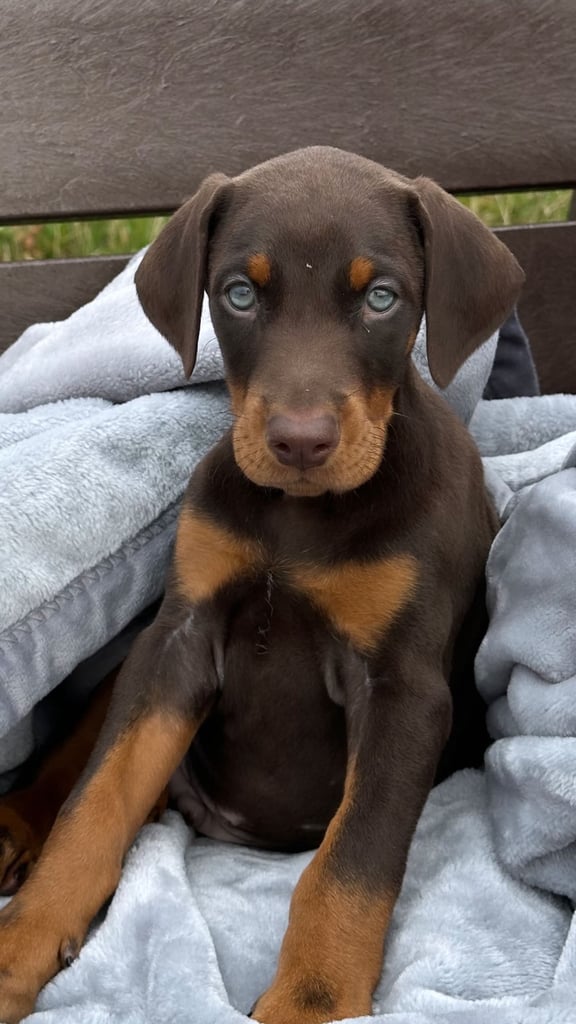 Doberman puppy for sale 