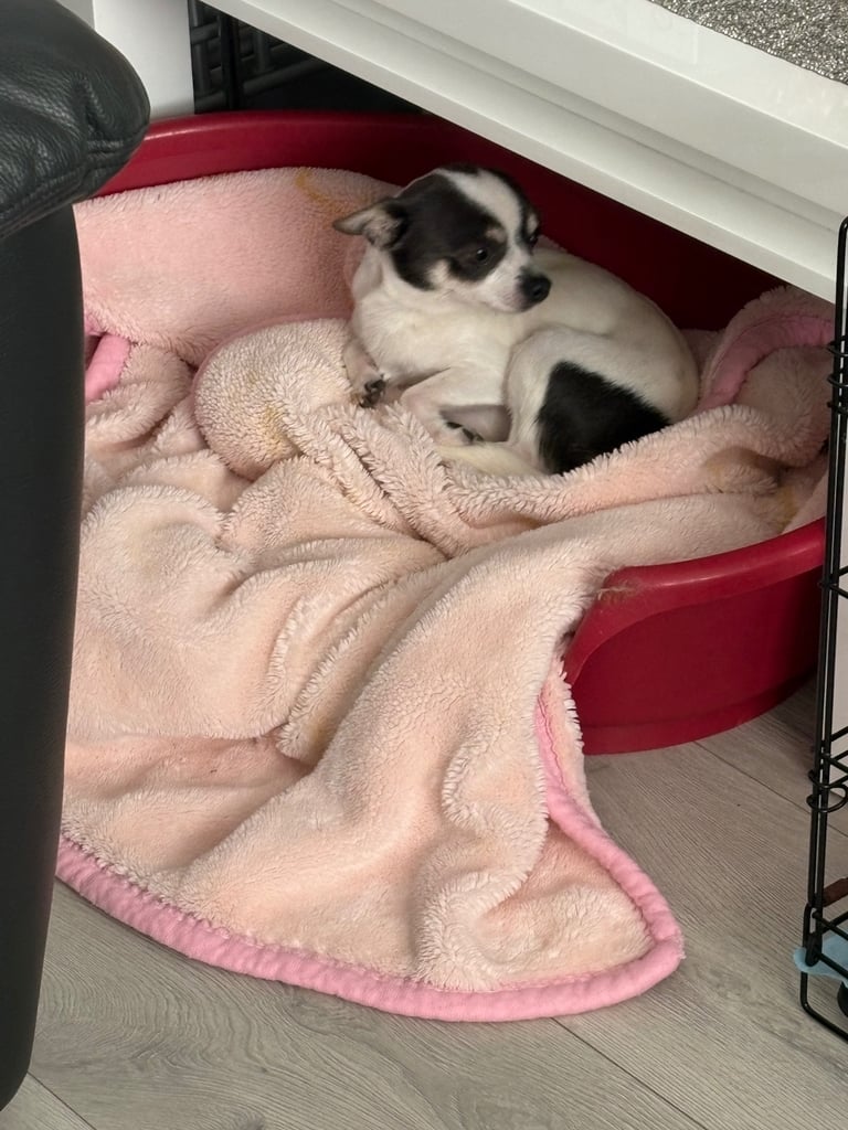 Chihuahua for re homing 