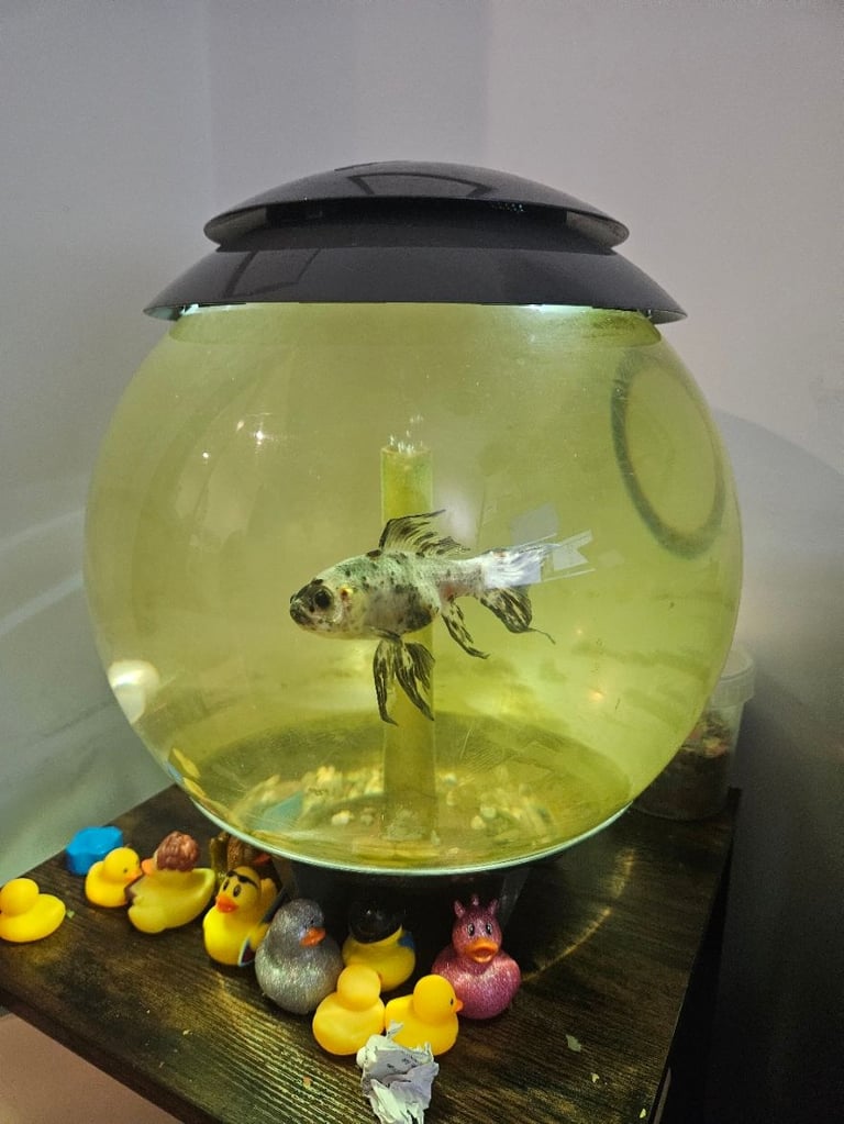 BiOrb 60L Fishtank with 2 Fish