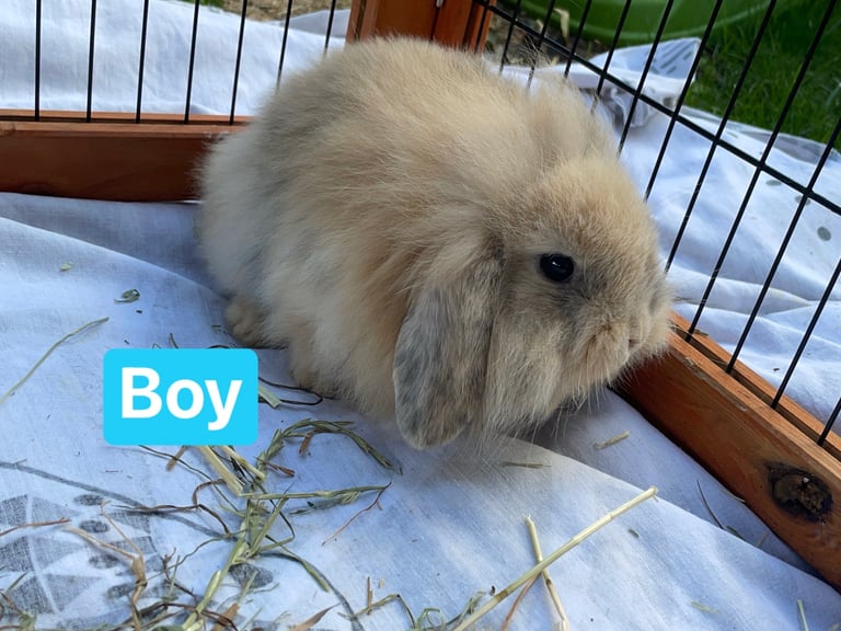 Mini lion lop - 1 boy left 