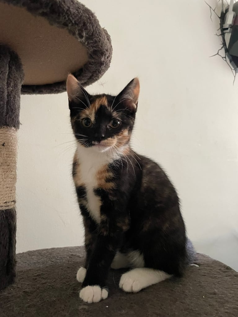 Kitten (12 weeks): Brindle (Black/ginger/white)