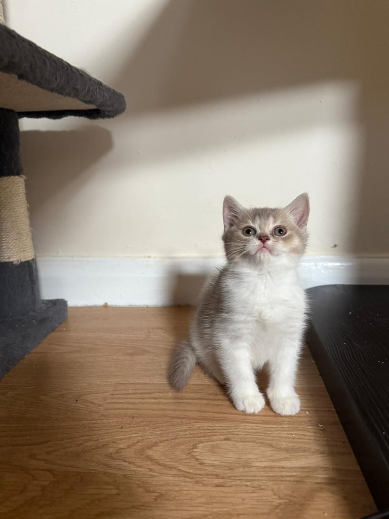 2 beautiful Bsh kittens 
