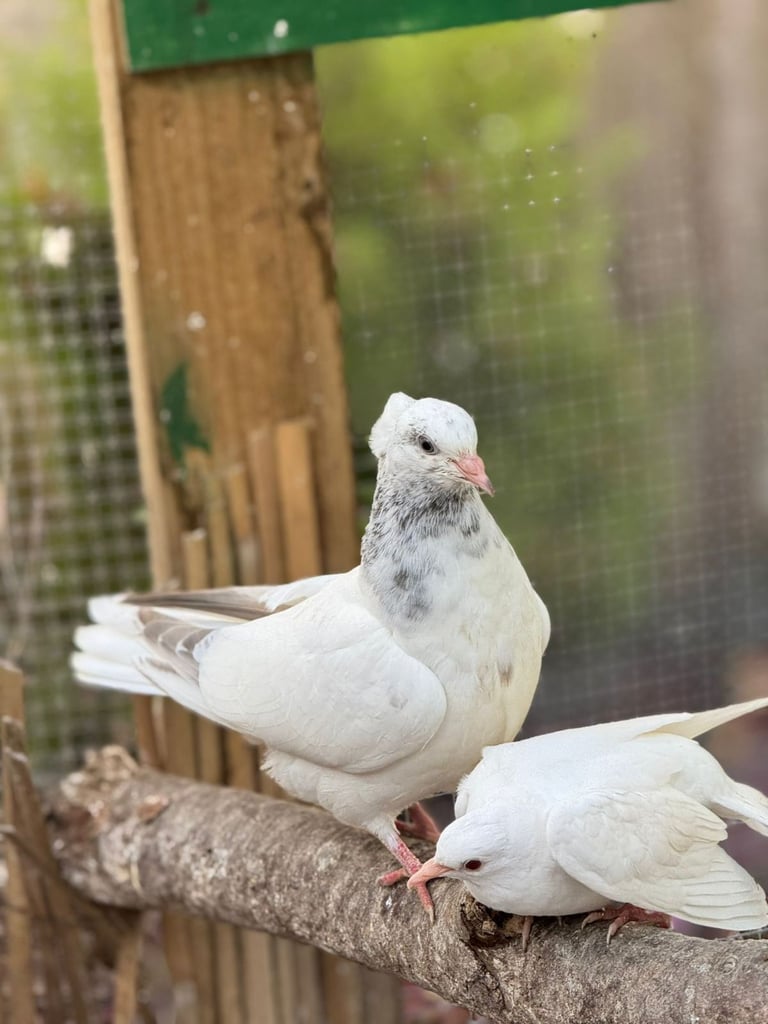 Pigeons for sale 