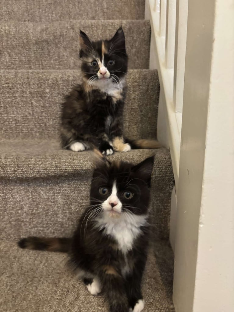 image for 2x Kittens for Sale