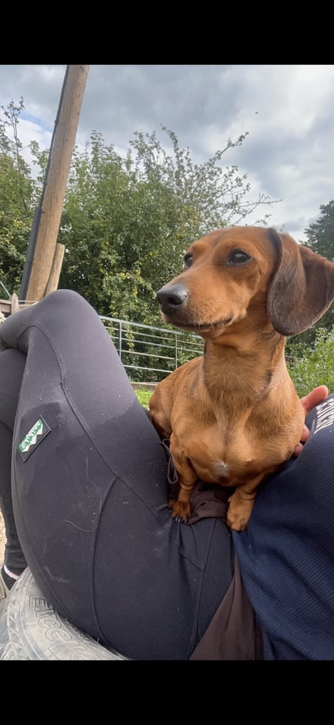 Kc reg true miniature dachshund 