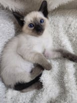 Purebreed Adorable Siamese Kittens 7 weeks old now with Certificate Ready to Leave on 30th March.