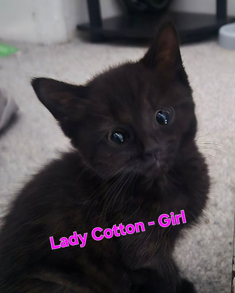 Beautiful Kittens Ready for Forever Home 