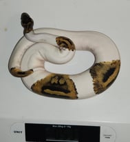 Royal Python 2022 Hatchlings