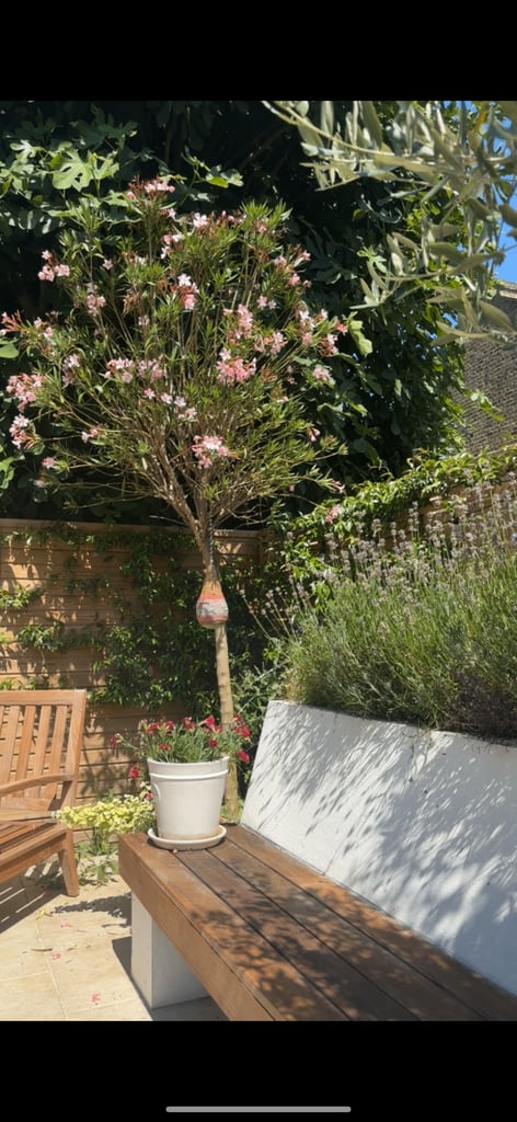 Nerium Oleander (East Indian Oleander) tree