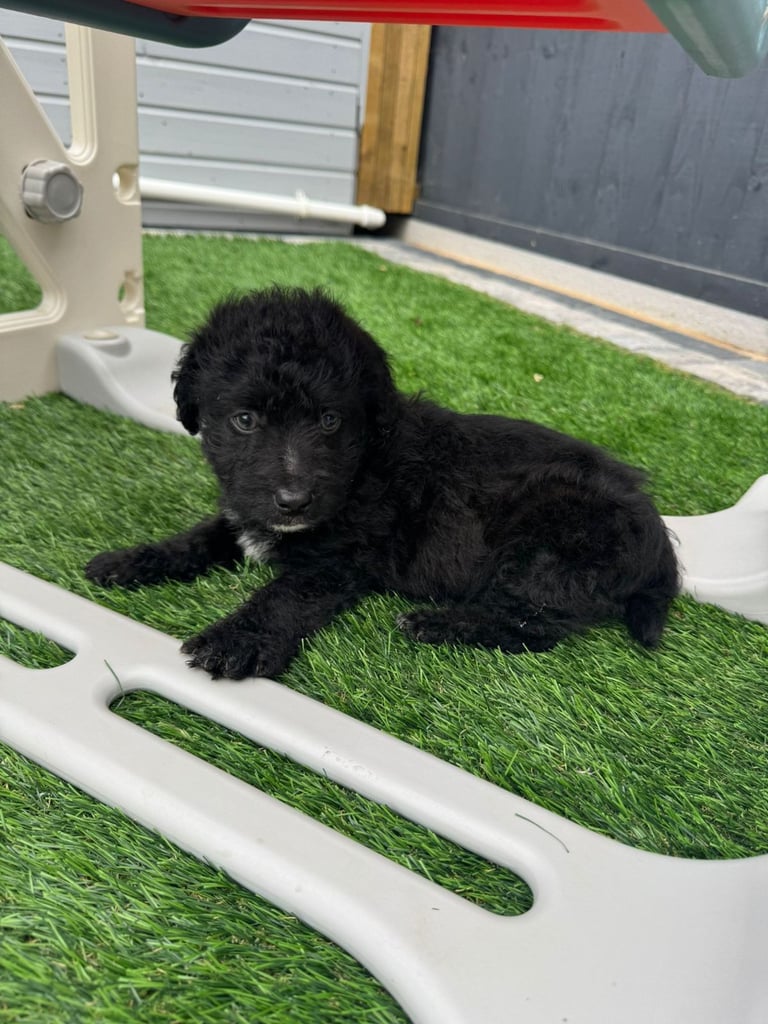 Jackapoo Puppys 