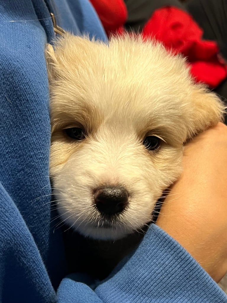 [Last Few] Rare Samshie puppy Litter (Samoyed x Welshie)