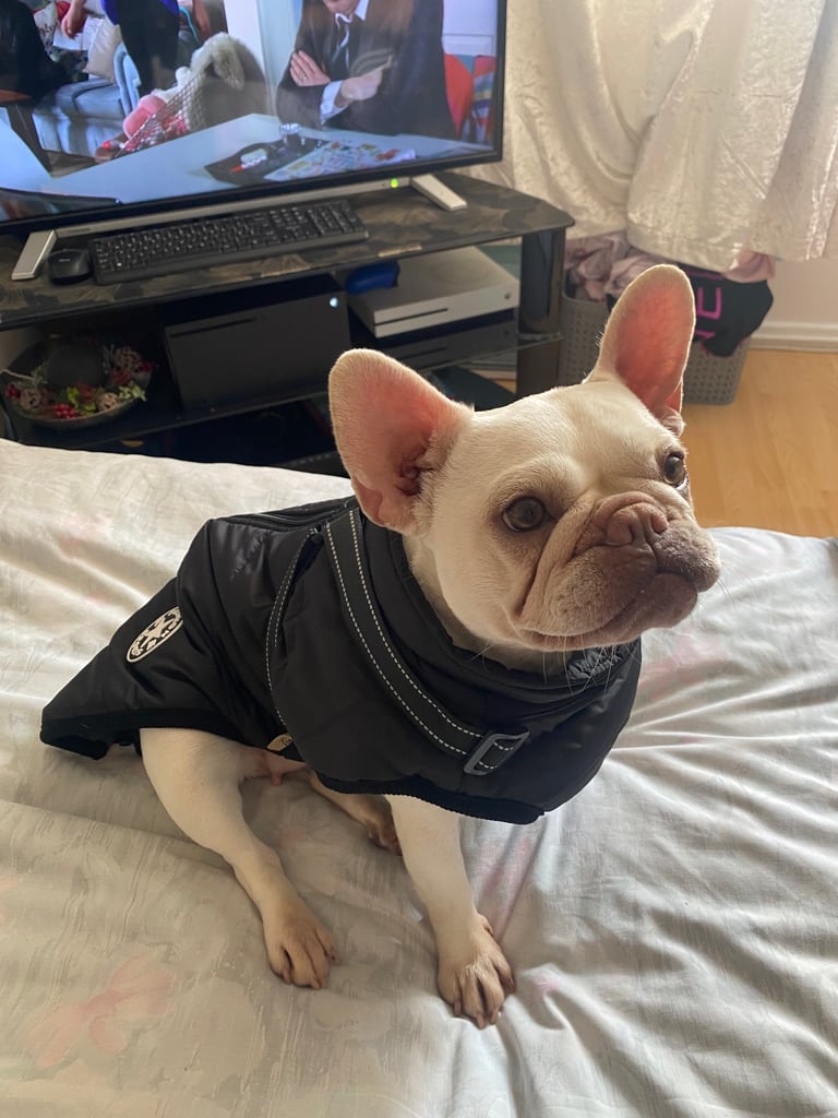 Harley Miniature French Bulldog 