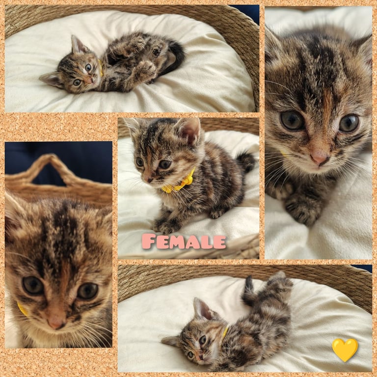 Adorable Kittens - domestic shorthair