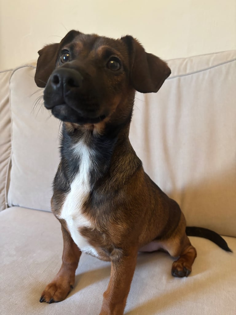 image for Cockerjack Puppy 5 months 