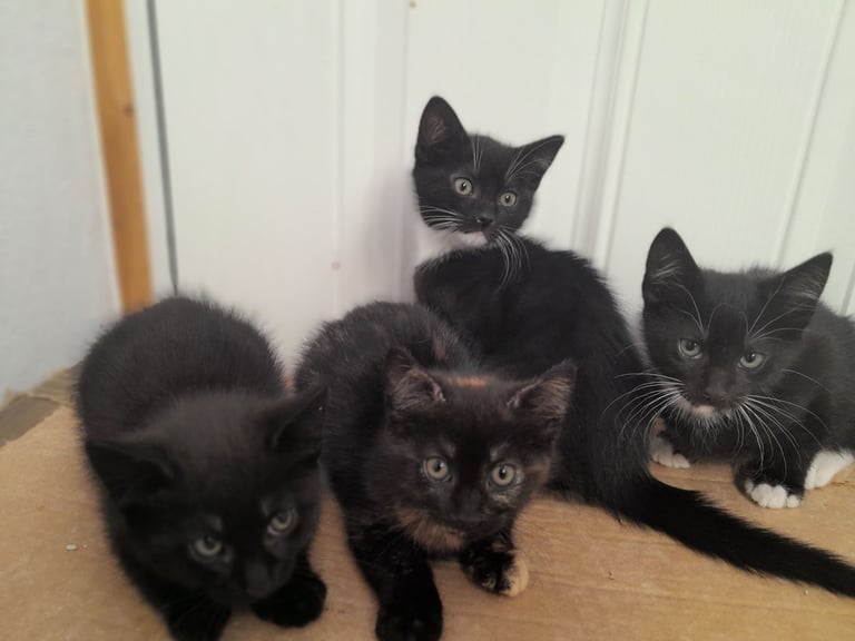 image for 4very healthy playful kittens for sale