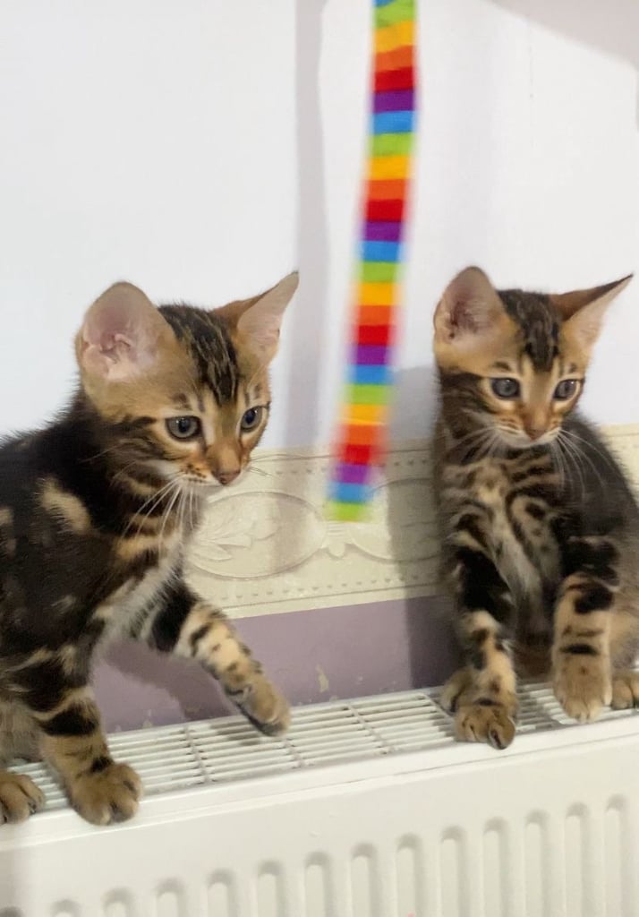 🐾 Gorgeous Marble Bengal Kittens! 🐆✨