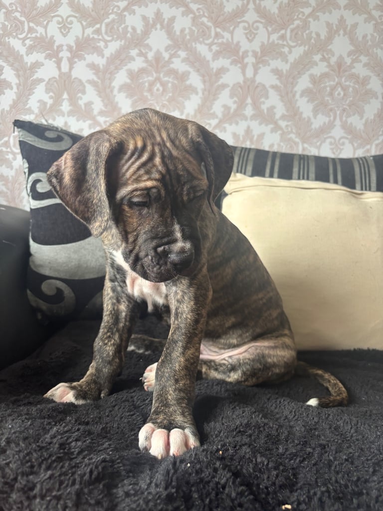 4 cane corso puppies