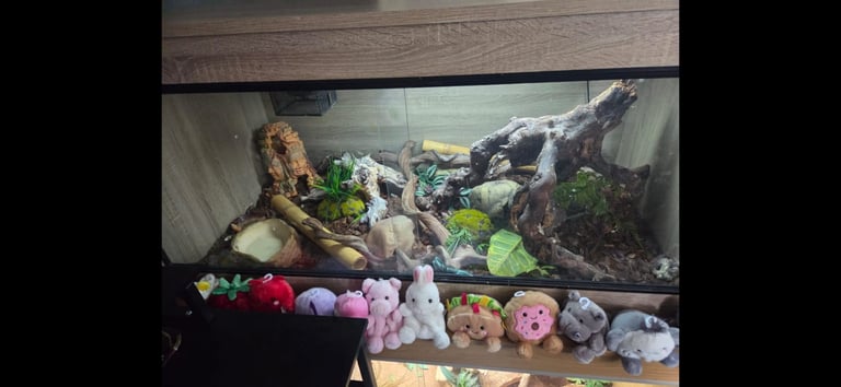 2x Vivariums and accessories