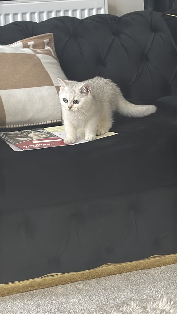 British shorthair kittens 