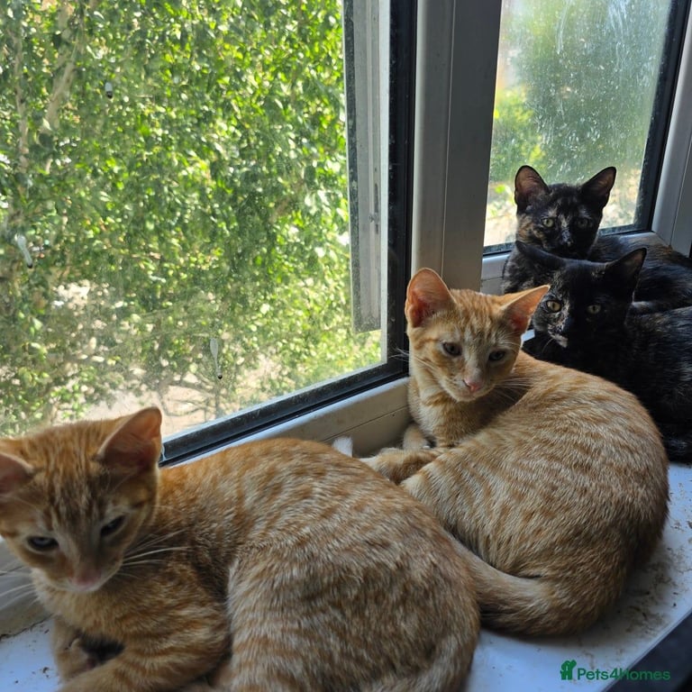 Three Boistrous, Energetic & Loving Boys