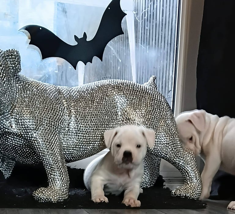 Dorset old tyme bulldogs 