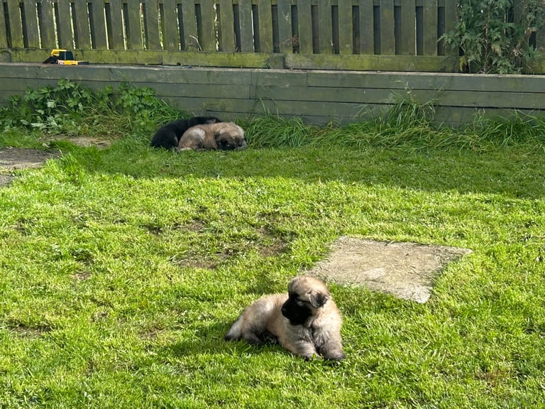 KC Straight Back Long Coat GSD Puppies.