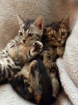 Pedigree Bengals kittens register TICA