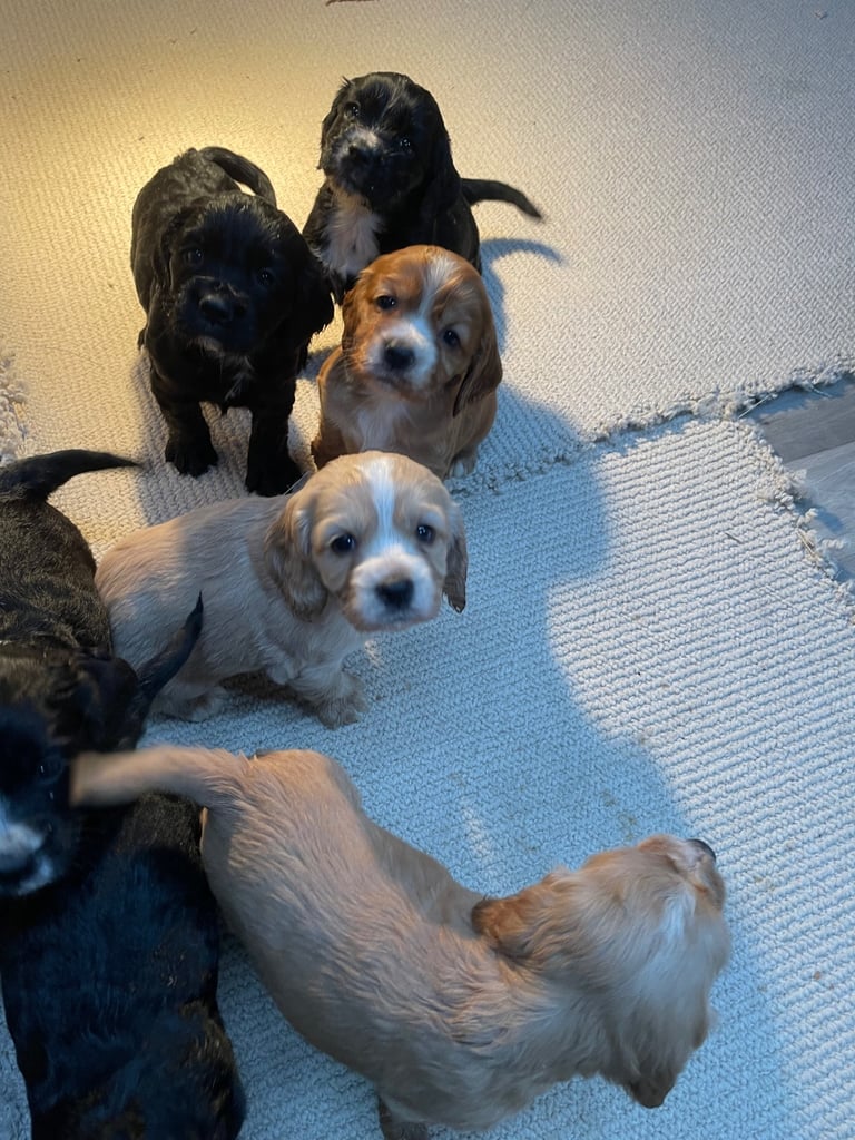 image for 🐾 Gorgeous Cocker Spaniel Puppies  🐾