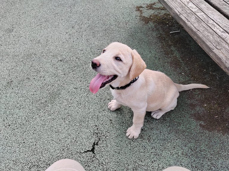 Beautiful Labrador puppy 🐶 