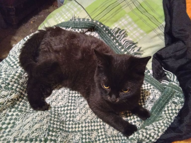 British shorthairBSH chinchilla kittens & mother 