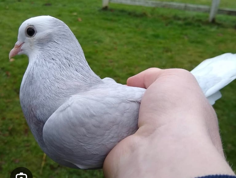 image for Roller pigeons