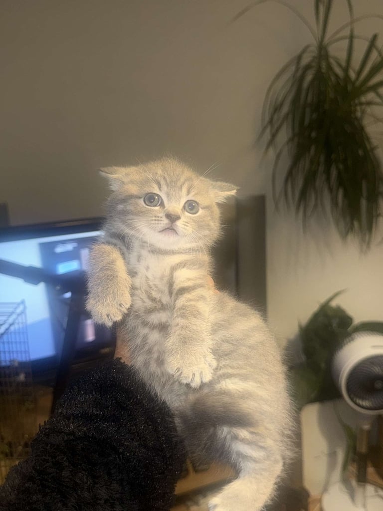 RARE COLOURPOINT BRITISH SHORT HAIR KITTENS FOR SALE