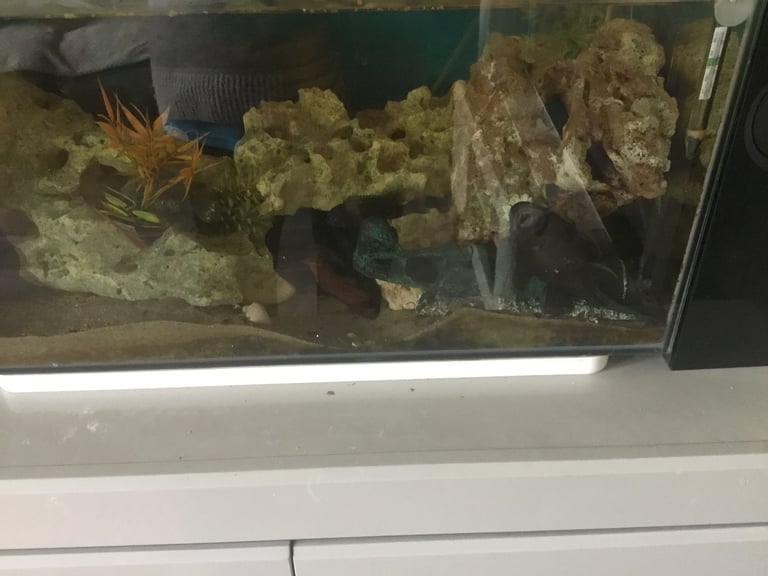 image for Fish tank complet 