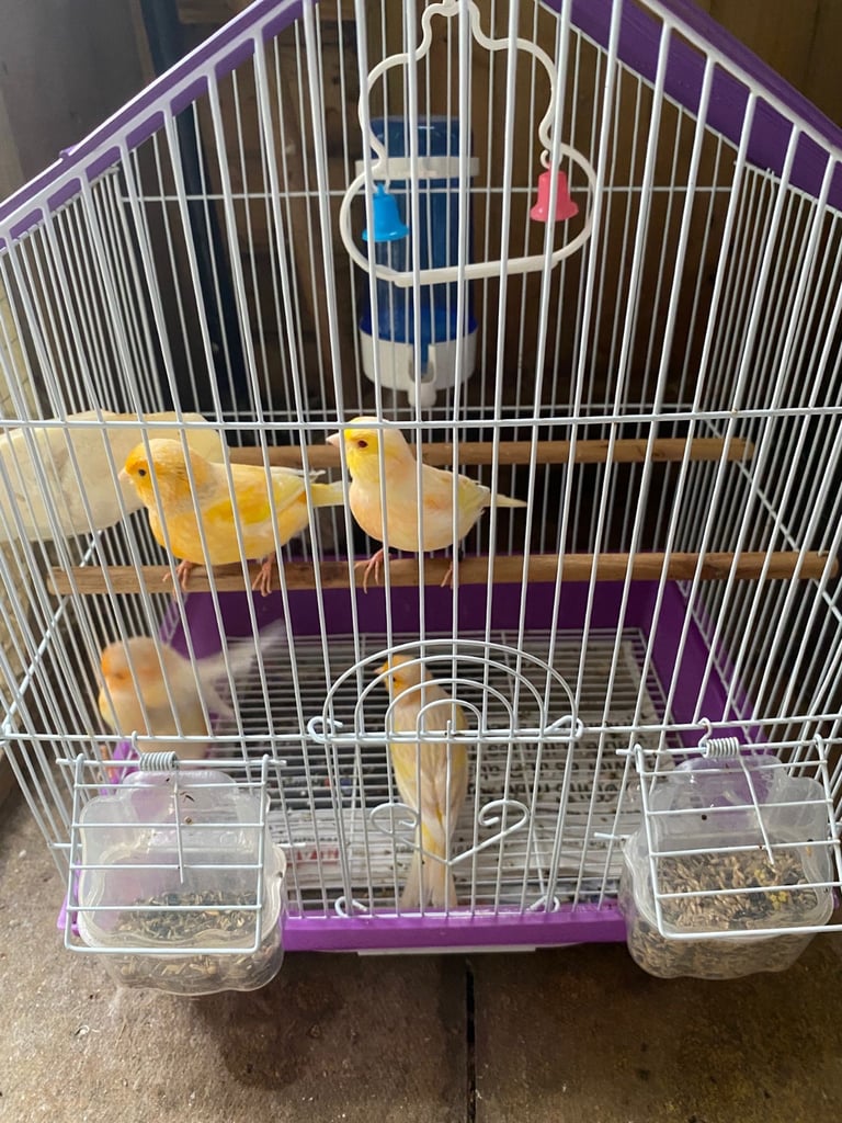 Mixed canaries for sale!