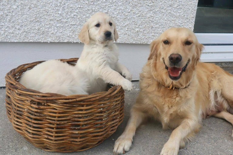 Gorgeous Cream KC Golden Retriever Puppies